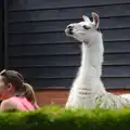 An inquisitive Llama, A Birthday Trip to the Zoo, Banham, Norfolk - 26th May 2014