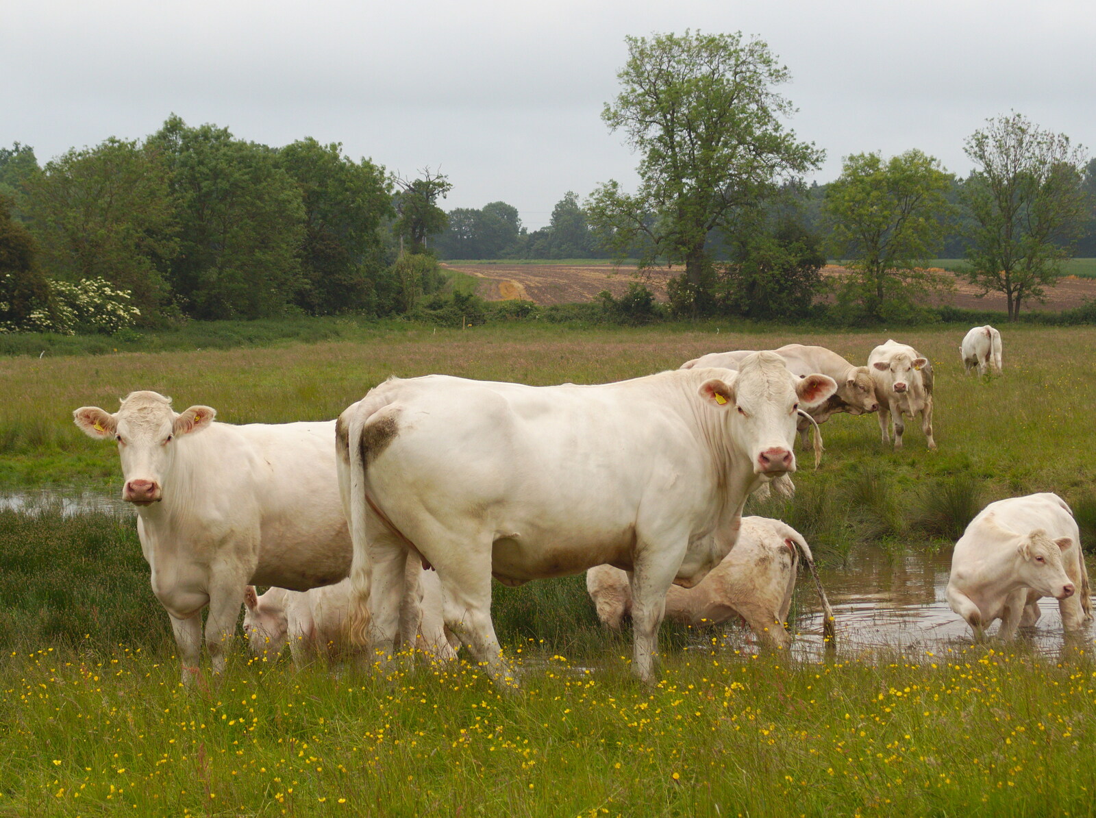 Cows in a field in Mellis, like an old oil painting from The BSCC at the Railway Tavern, Mellis, Suffolk - 28th May 2014