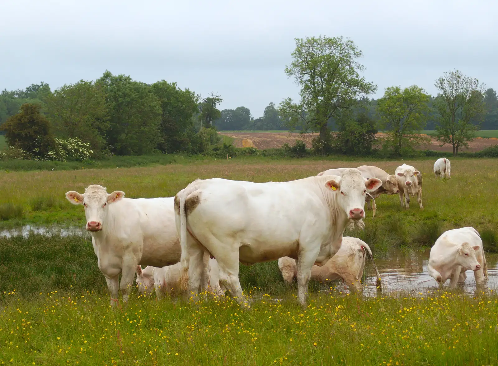 Cows in a field in Mellis, like an old oil painting, from The BSCC at the Railway Tavern, Mellis, Suffolk - 28th May 2014