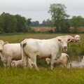 The BSCC at the Railway Tavern, Mellis, Suffolk - 28th May 2014, Cows in a field in Mellis, like an old oil painting