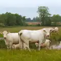 Cows in a field in Mellis, like an old oil painting, The BSCC at the Railway Tavern, Mellis, Suffolk - 28th May 2014