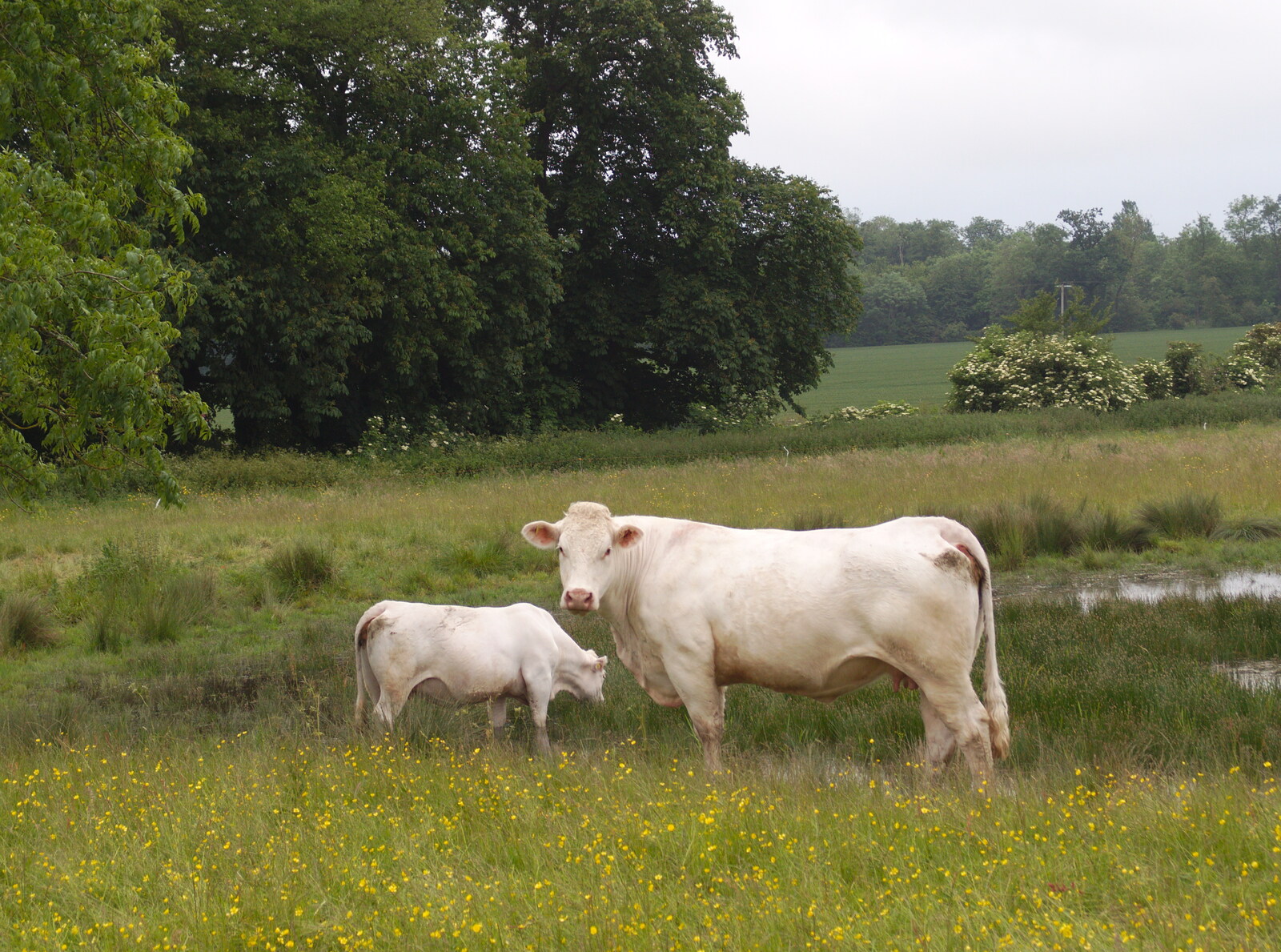The BSCC at the Railway Tavern, Mellis, Suffolk - 28th May 2014: More cows at Mellis
