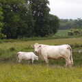 The BSCC at the Railway Tavern, Mellis, Suffolk - 28th May 2014, More cows at Mellis