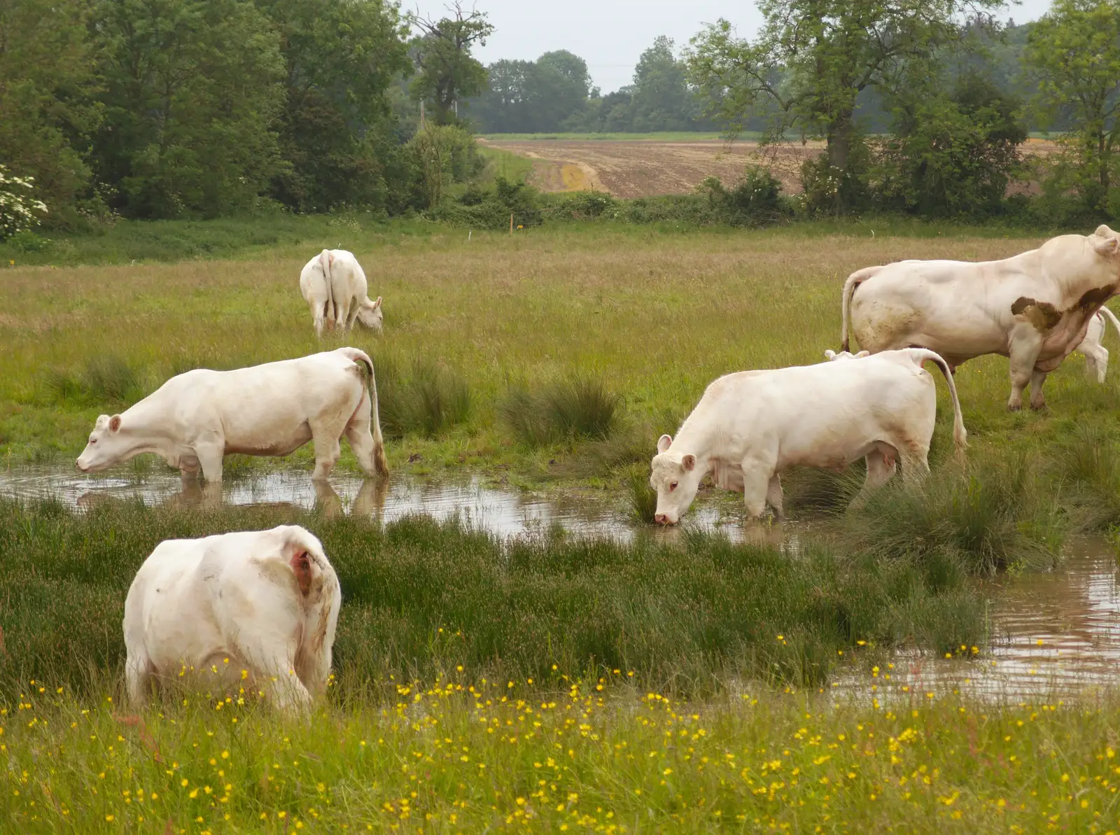 Cows in a pond, from The BSCC at the Railway Tavern, Mellis, Suffolk - 28th May 2014