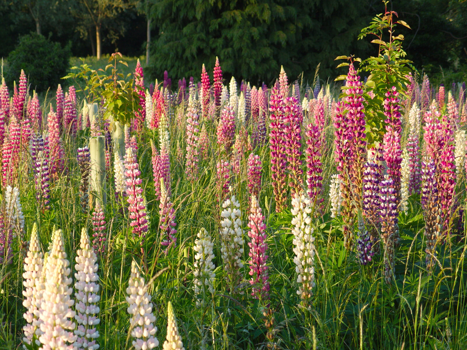 A field full of lupins from The BSCC at the Victoria, Earl Soham, Suffolk - 5th June 2014