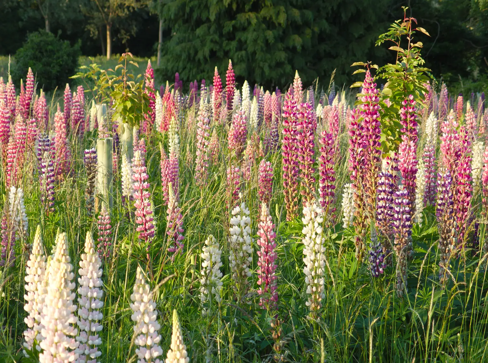 A field full of lupins, from The BSCC at the Victoria, Earl Soham, Suffolk - 5th June 2014