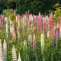 A field full of lupins, The BSCC at the Victoria, Earl Soham, Suffolk - 5th June 2014