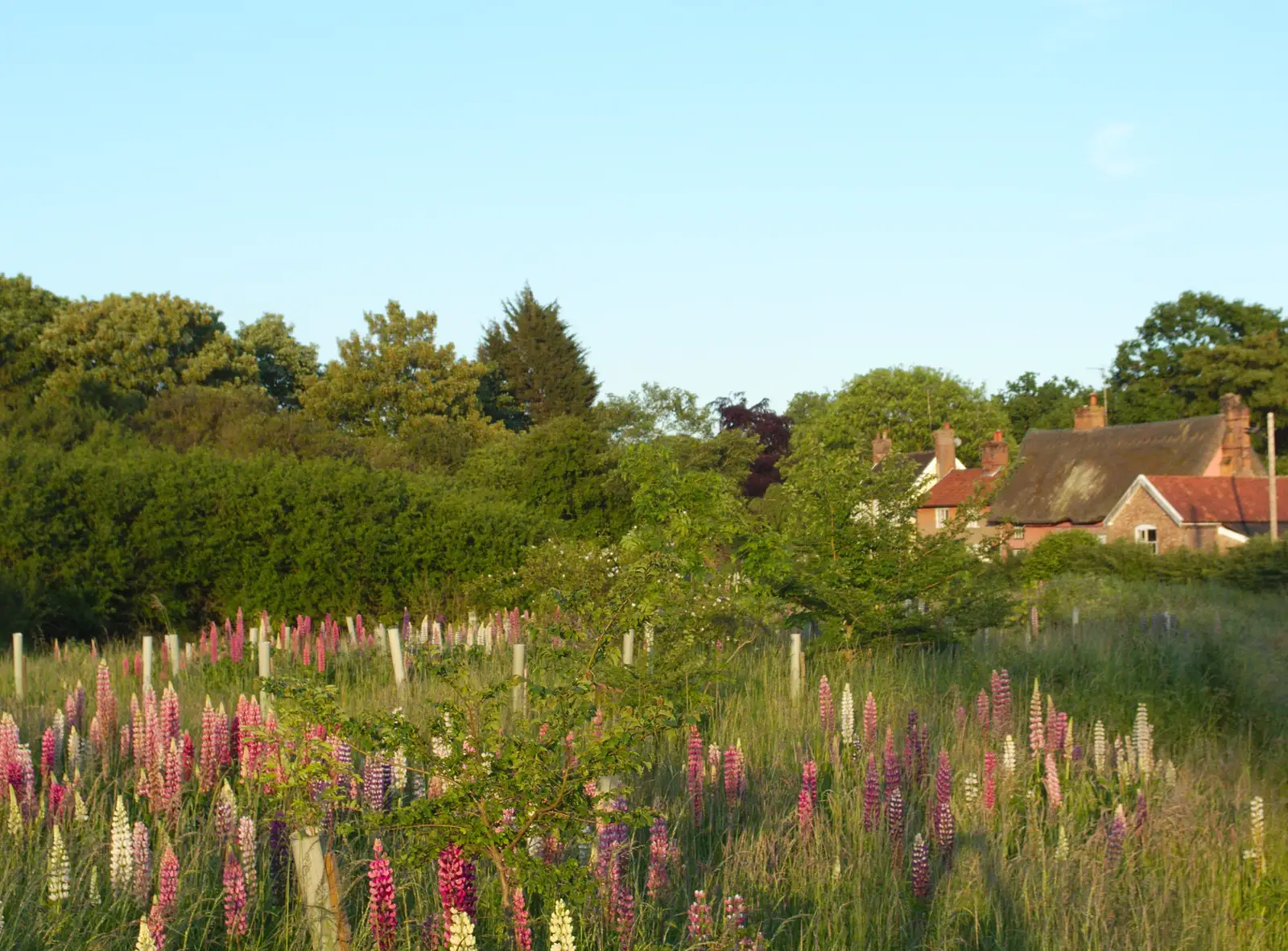 The lupin field, from The BSCC at the Victoria, Earl Soham, Suffolk - 5th June 2014