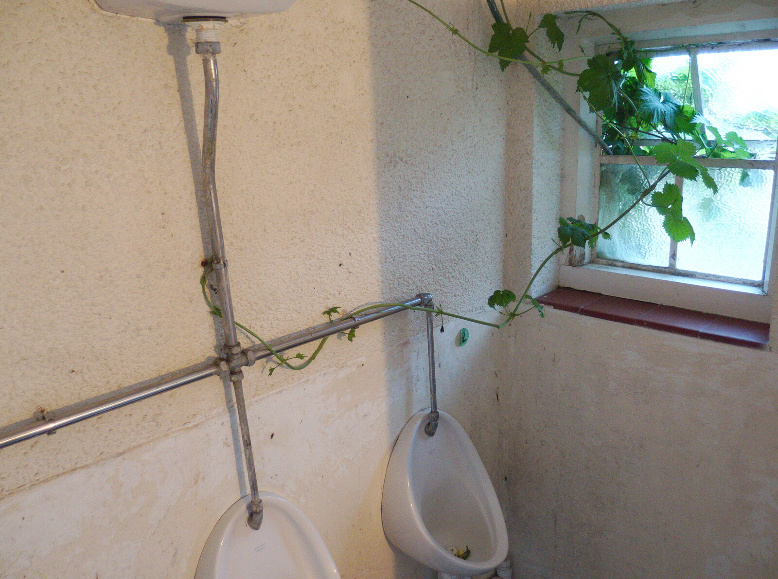 A vine bids to take over for the gents urinals from The BSCC at the Victoria, Earl Soham, Suffolk - 5th June 2014