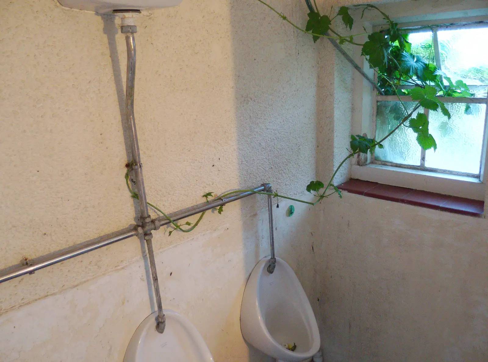 A vine bids to take over for the gents urinals, from The BSCC at the Victoria, Earl Soham, Suffolk - 5th June 2014