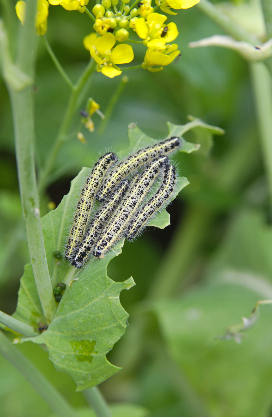 A load of caterpillars are eating the Bok Choi from Isobel's Race For Life, Chantry Park, Ipswich - 11th June 2014