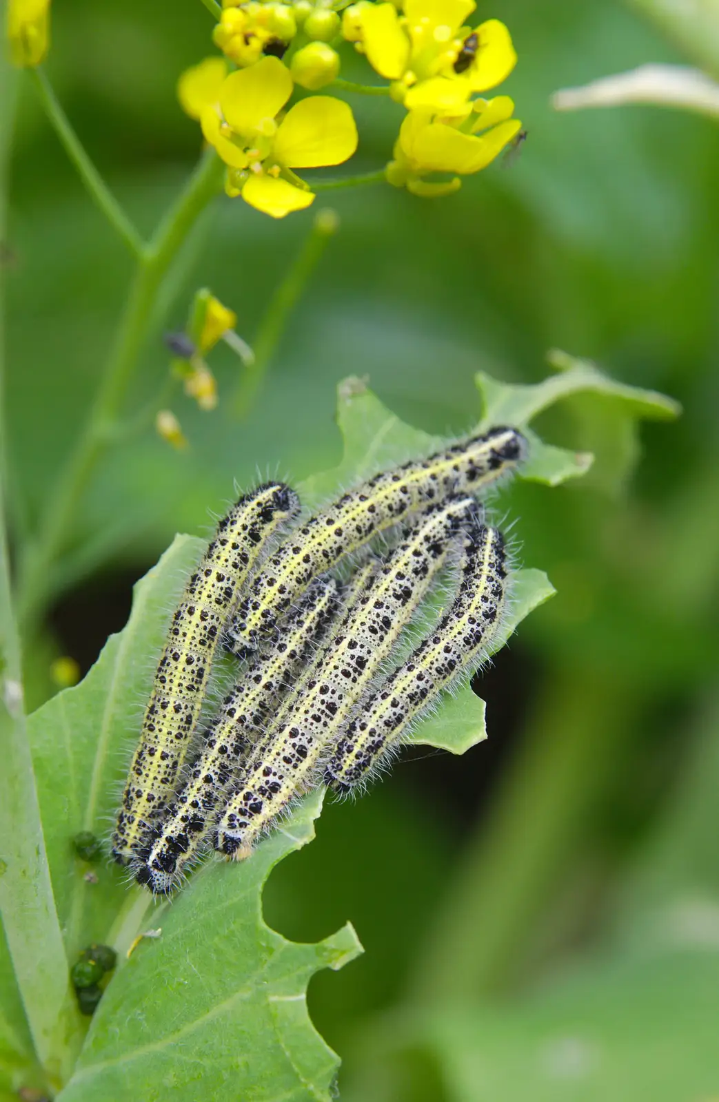 A load of caterpillars are eating the Bok Choi, from Isobel's Race For Life, Chantry Park, Ipswich - 11th June 2014