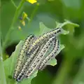 A load of caterpillars are eating the Bok Choi, Isobel's Race For Life, Chantry Park, Ipswich - 11th June 2014