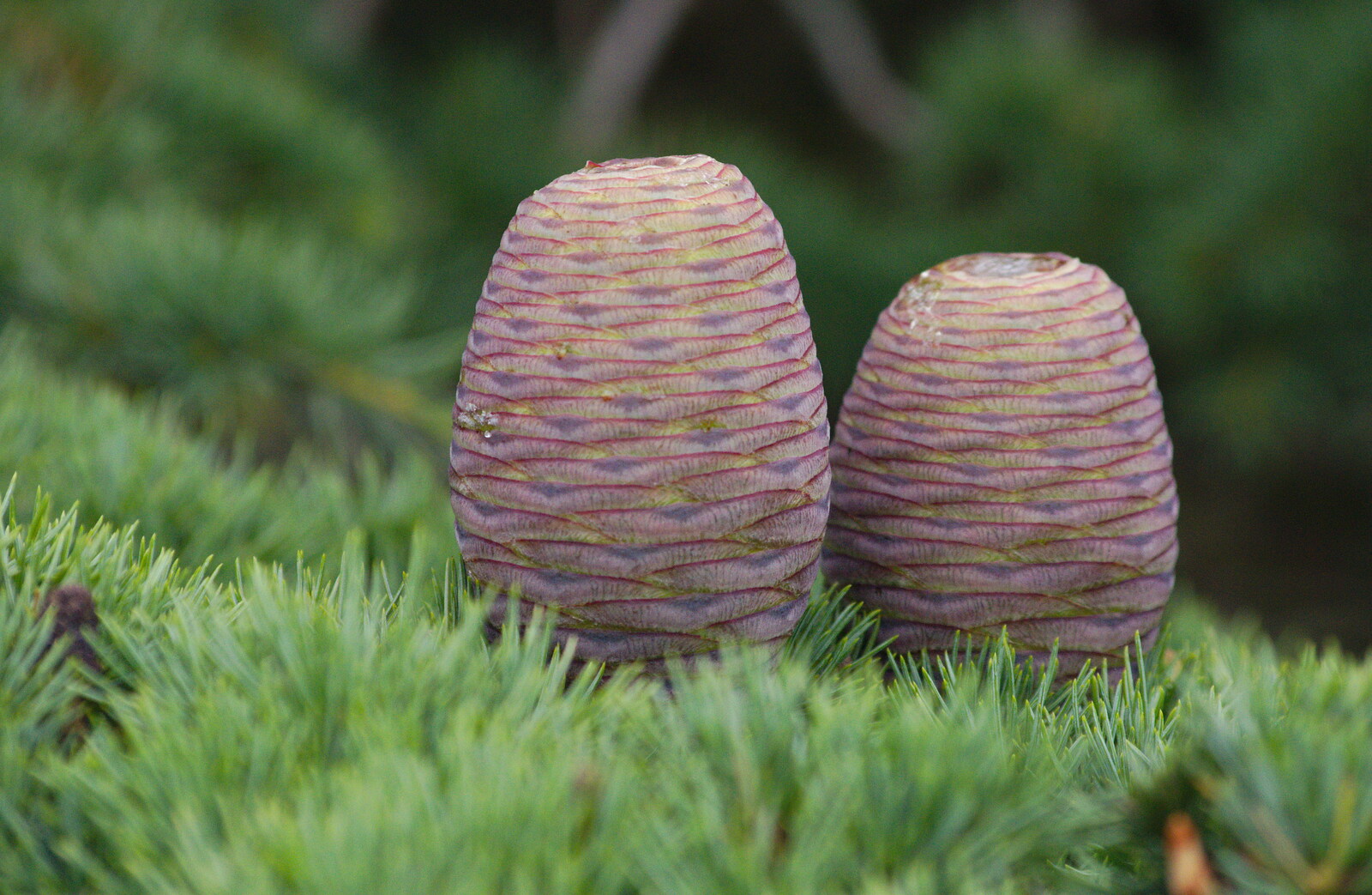 interesting unripe pine cones from Isobel's Race For Life, Chantry Park, Ipswich - 11th June 2014