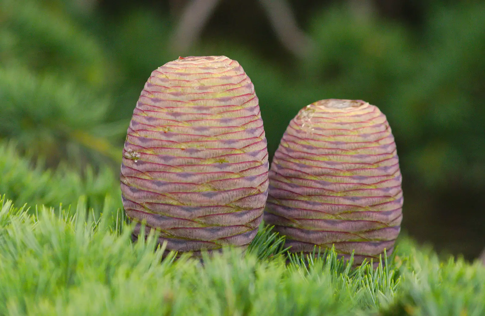 interesting unripe pine cones, from Isobel's Race For Life, Chantry Park, Ipswich - 11th June 2014