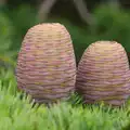 interesting unripe pine cones, Isobel's Race For Life, Chantry Park, Ipswich - 11th June 2014