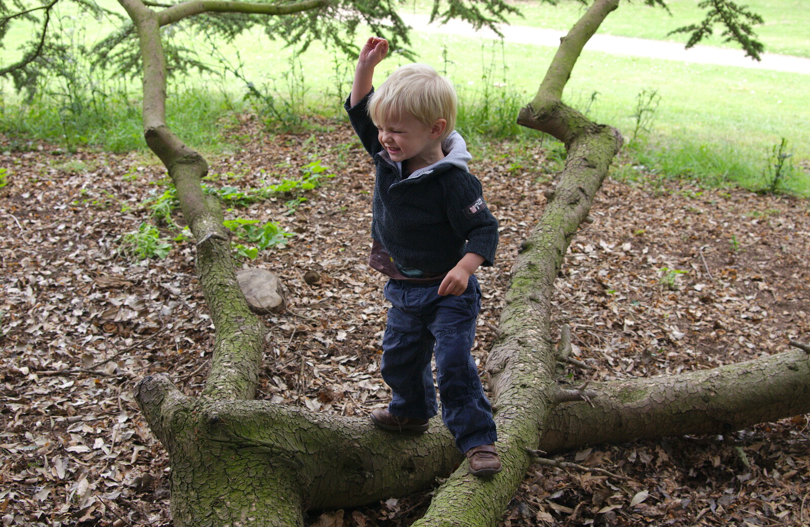 Harry's in a tree from Isobel's Race For Life, Chantry Park, Ipswich - 11th June 2014