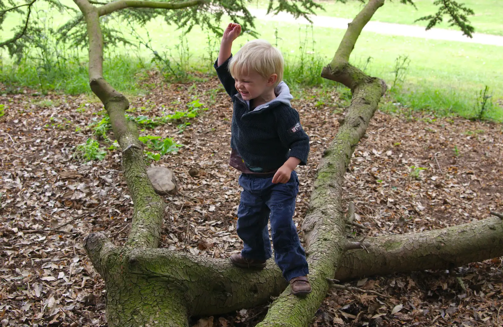 Harry's in a tree, from Isobel's Race For Life, Chantry Park, Ipswich - 11th June 2014