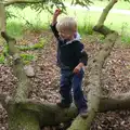 Harry's in a tree, Isobel's Race For Life, Chantry Park, Ipswich - 11th June 2014