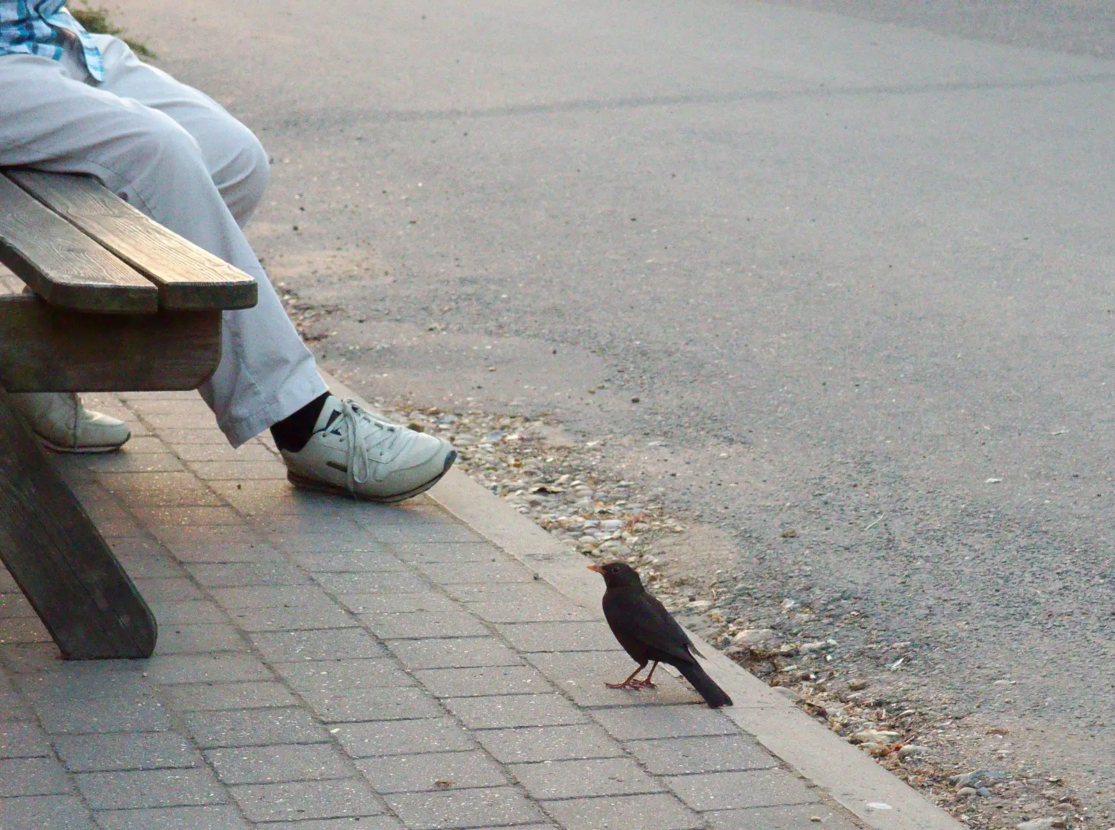 A brave Blackbird, from Railway Hell: A Pantograph Story, Chelmsford, Essex - 17th June 2014