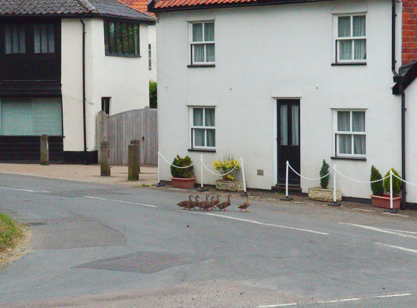 A duck and its offspring take a walk, from Railway Hell: A Pantograph Story, Chelmsford, Essex - 17th June 2014