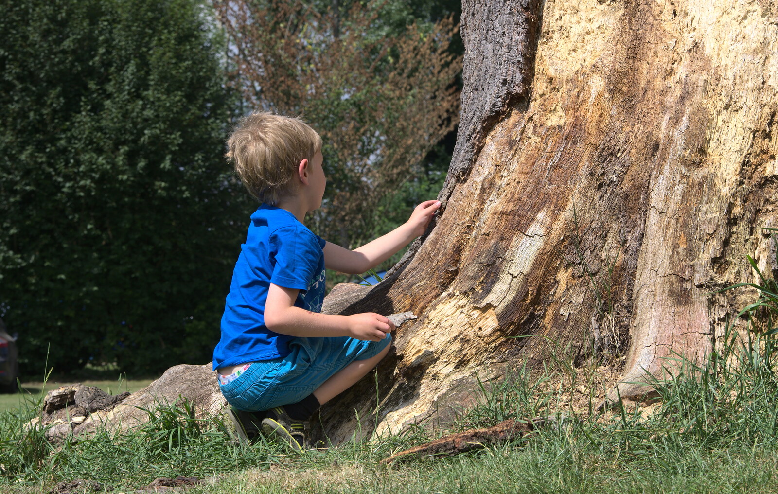 Fred pokes a furry tree from A Weekend in the Camper Van, West Harling, Norfolk - 21st June 2014