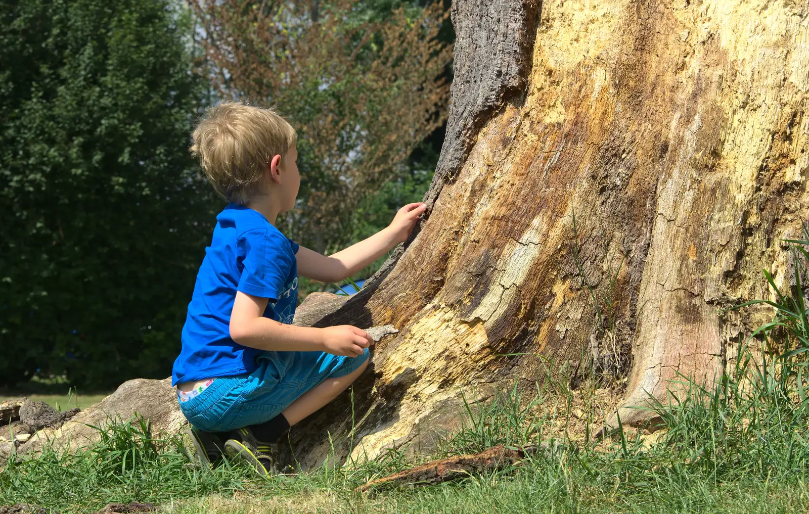 Fred pokes a furry tree, from A Weekend in the Camper Van, West Harling, Norfolk - 21st June 2014