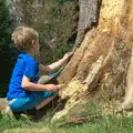 Fred pokes a furry tree, A Weekend in the Camper Van, West Harling, Norfolk - 21st June 2014