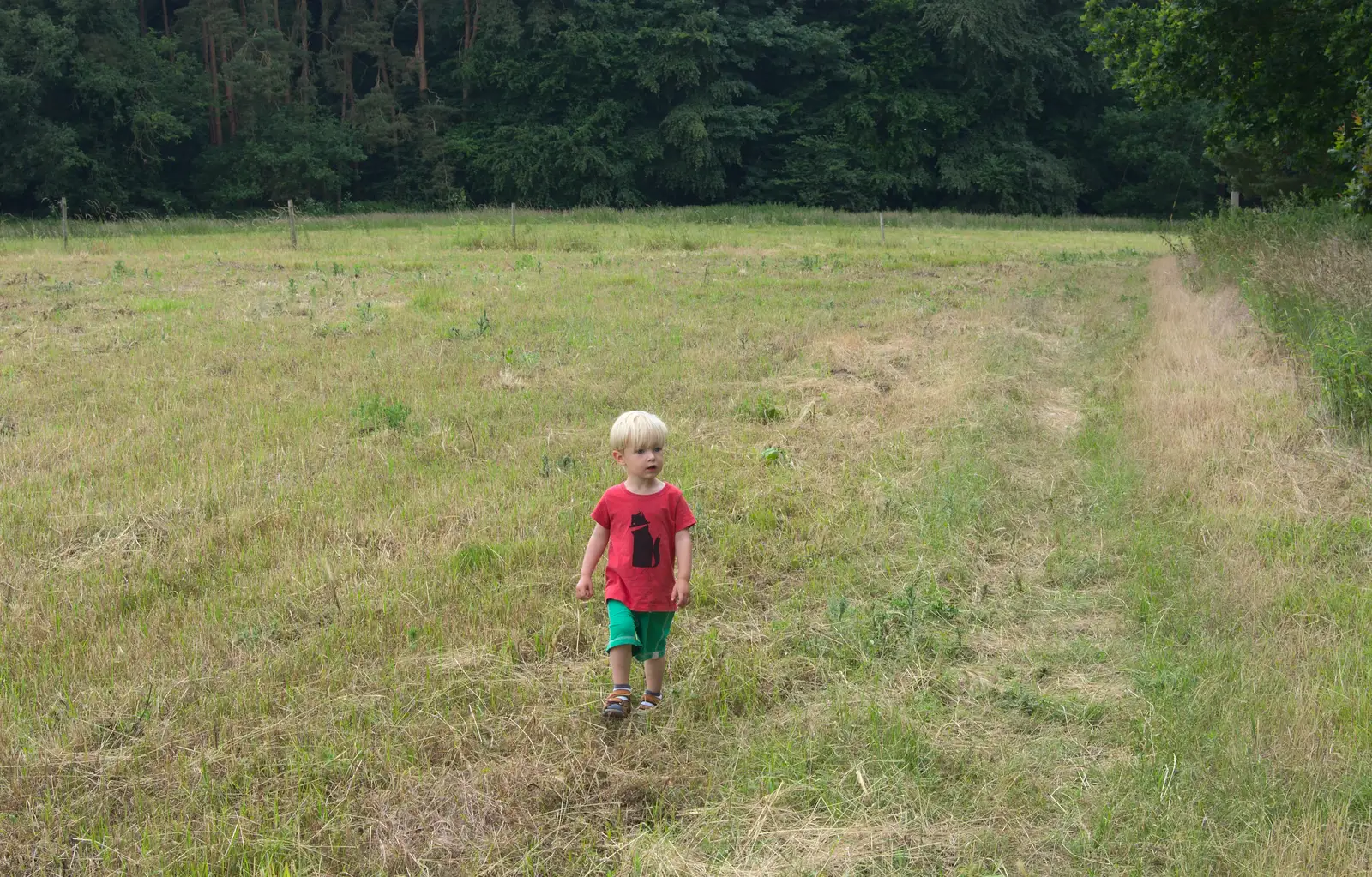 Harry stomps through the hay, from A Weekend in the Camper Van, West Harling, Norfolk - 21st June 2014