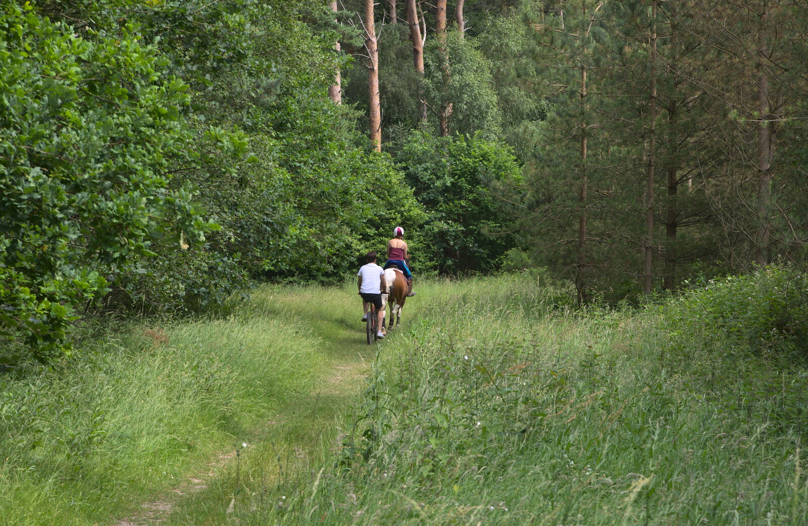 A bicycle and pony in the woods from A Weekend in the Camper Van, West Harling, Norfolk - 21st June 2014