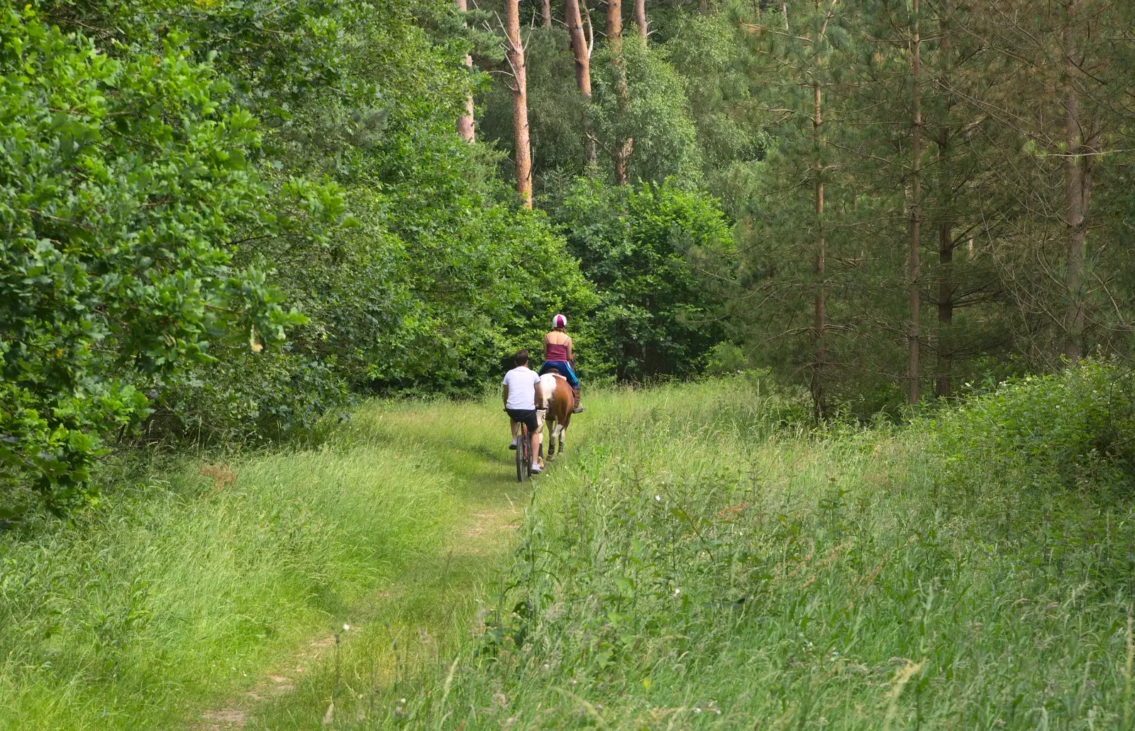 A bicycle and pony in the woods, from A Weekend in the Camper Van, West Harling, Norfolk - 21st June 2014