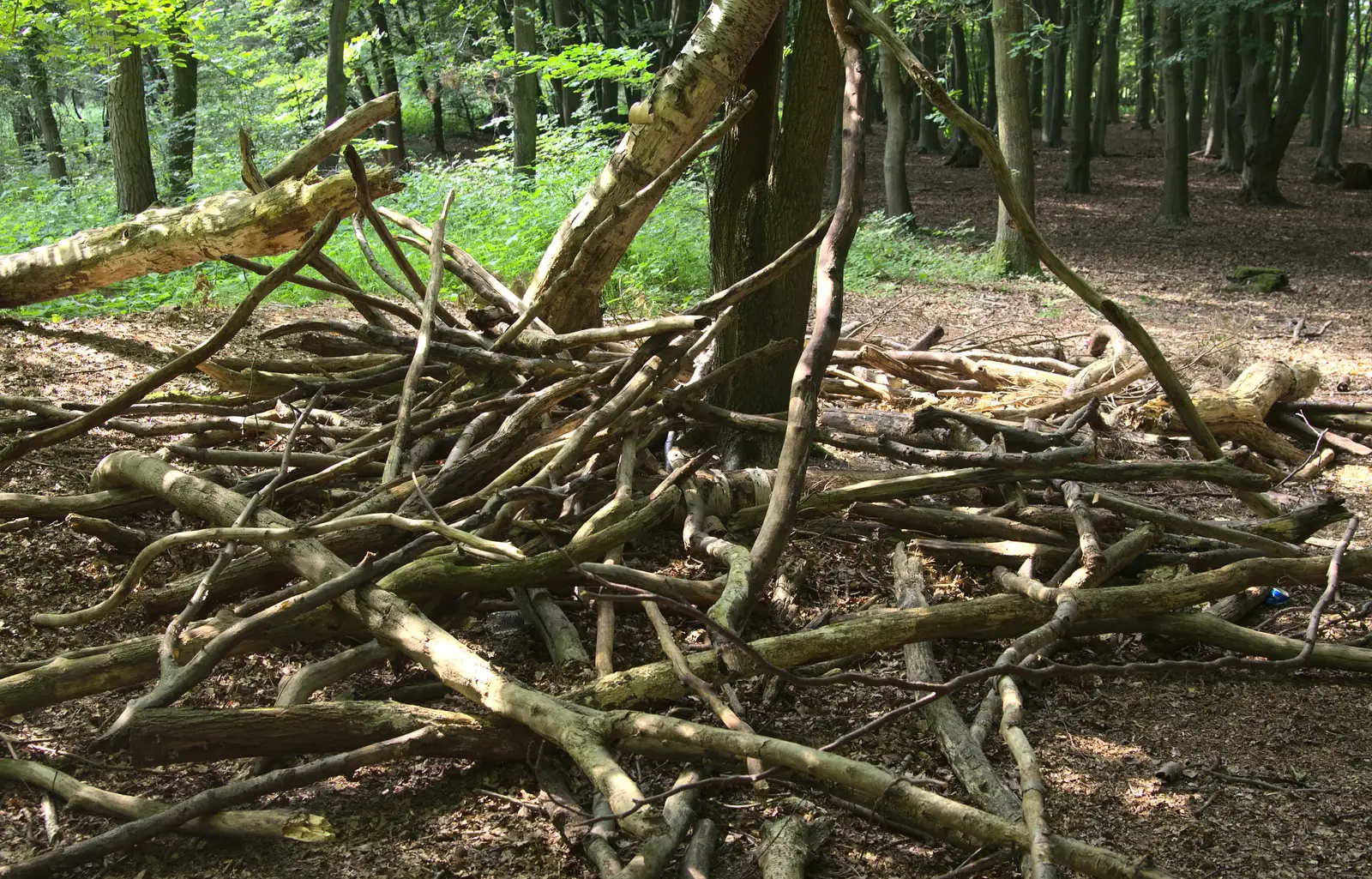 A pile of branches, from A Weekend in the Camper Van, West Harling, Norfolk - 21st June 2014