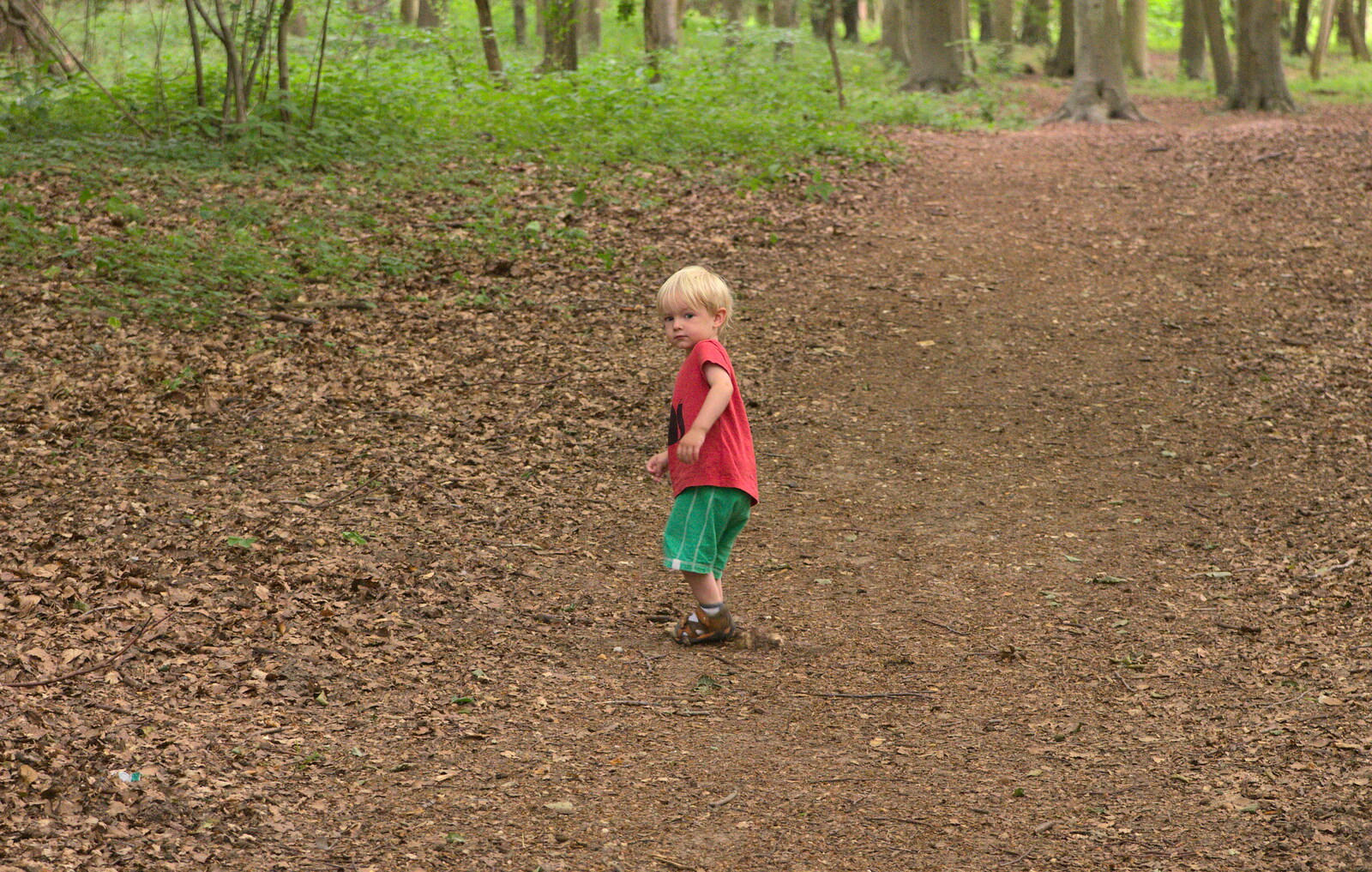 Gabes roams around the woods from A Weekend in the Camper Van, West Harling, Norfolk - 21st June 2014