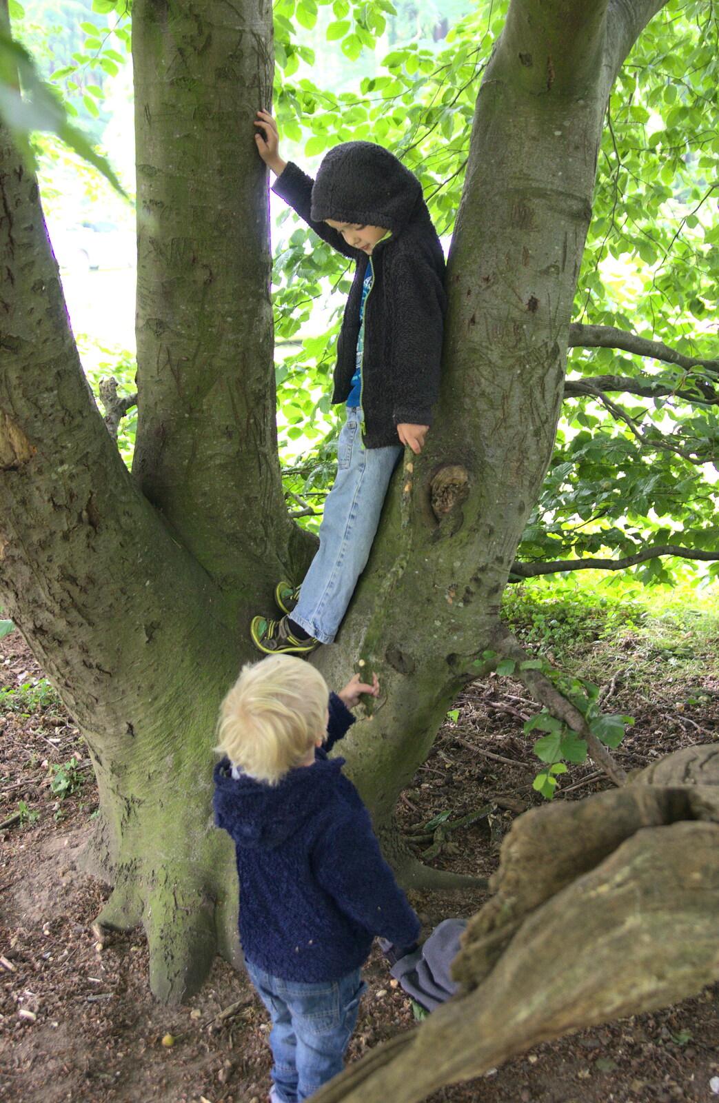 The boys climb a tree from A Weekend in the Camper Van, West Harling, Norfolk - 21st June 2014