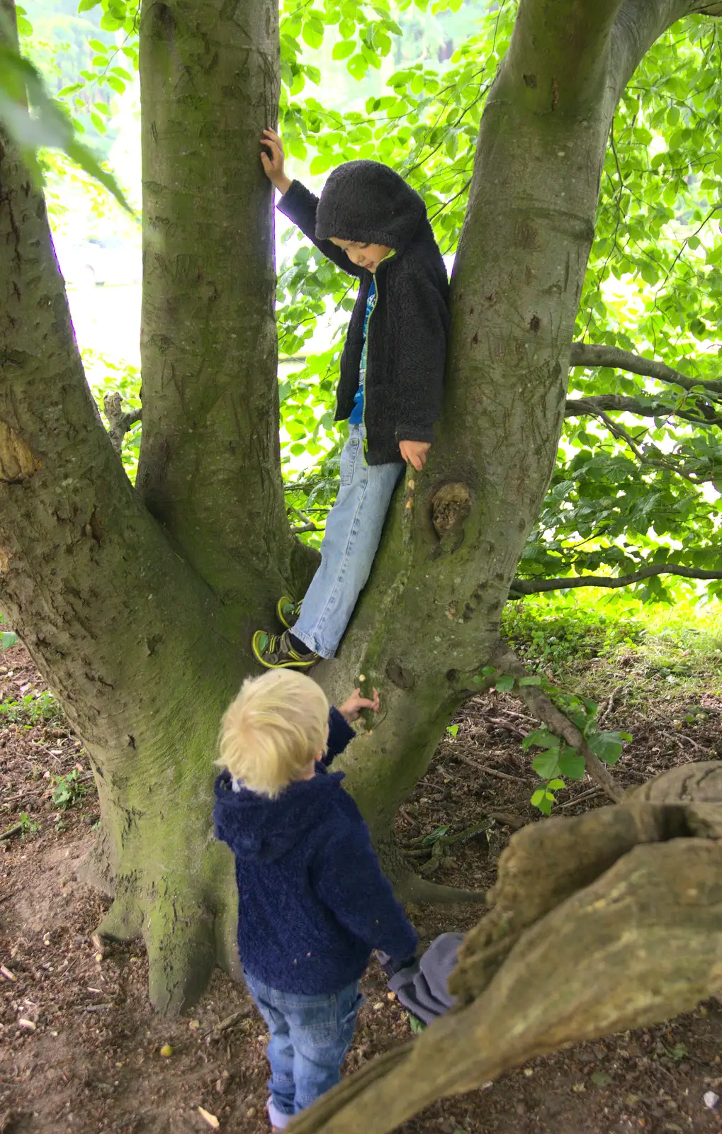 The boys climb a tree, from A Weekend in the Camper Van, West Harling, Norfolk - 21st June 2014