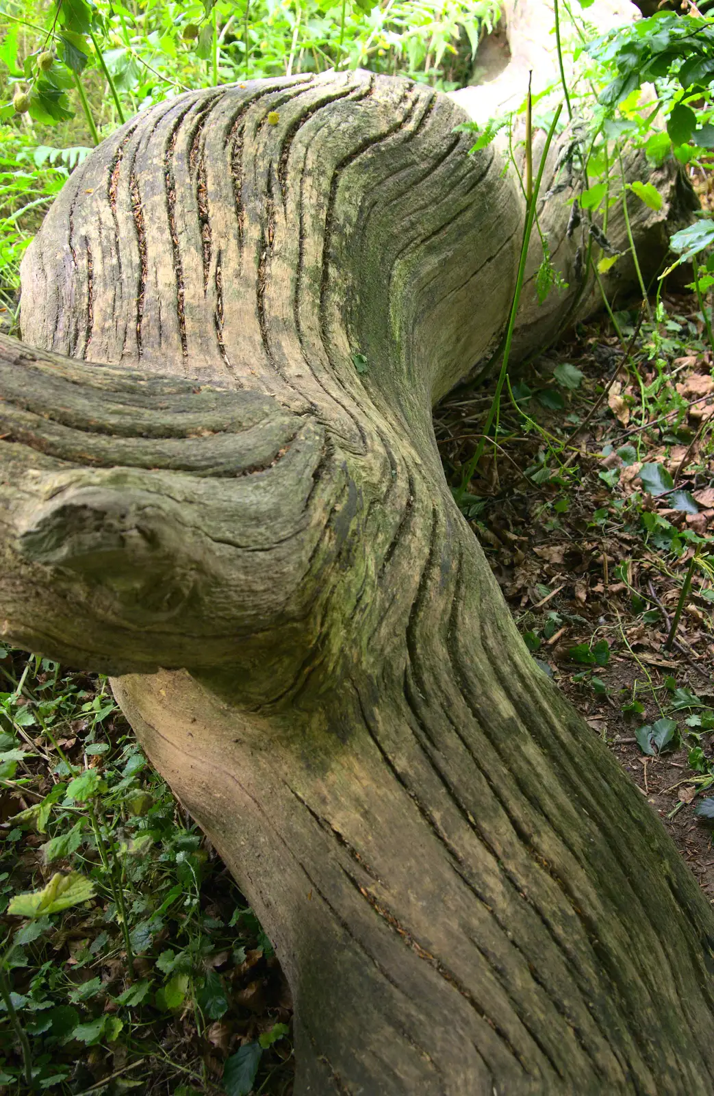 Cool grooves in a fall tree trunk, from A Weekend in the Camper Van, West Harling, Norfolk - 21st June 2014