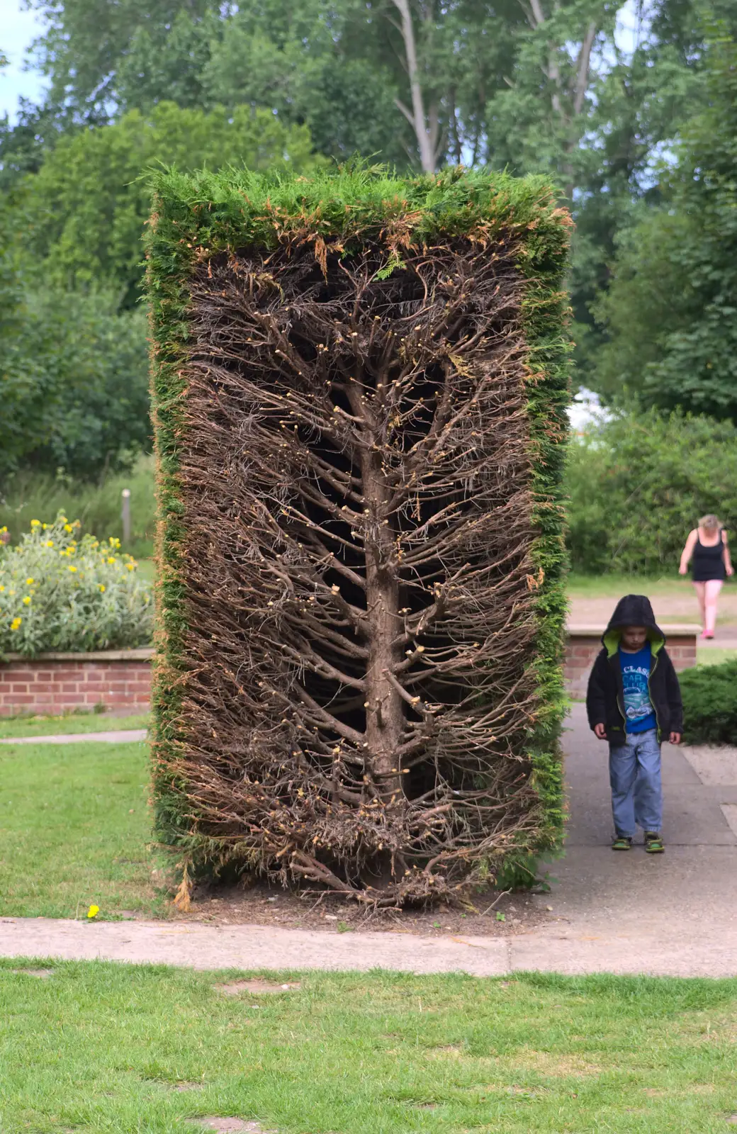 An interesting cut-away on a box Leylandii hedge, from A Weekend in the Camper Van, West Harling, Norfolk - 21st June 2014