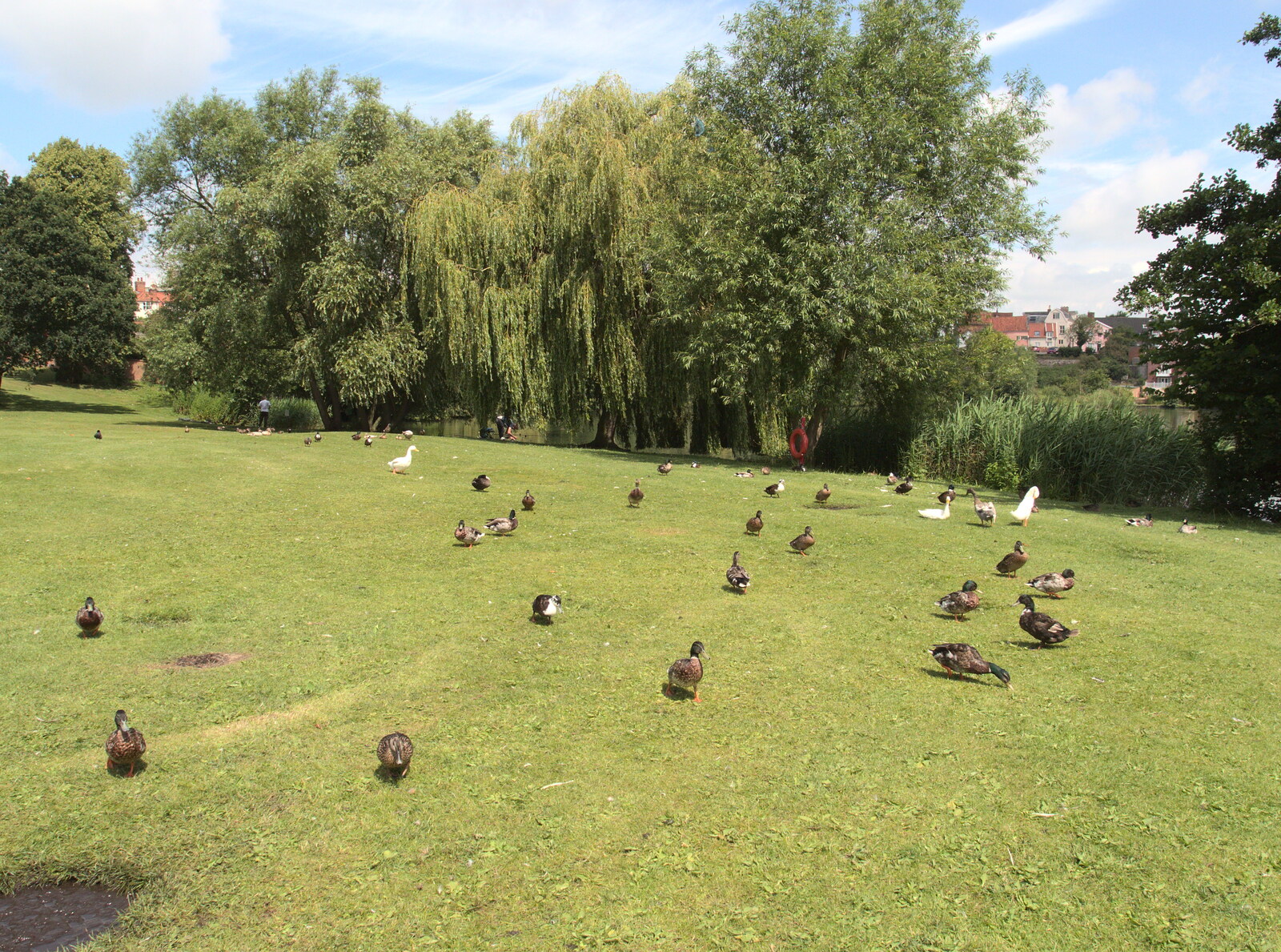 Ducks on the park from A Busy Day and a Church Fair, Diss, Norfolk - 28th June 2014