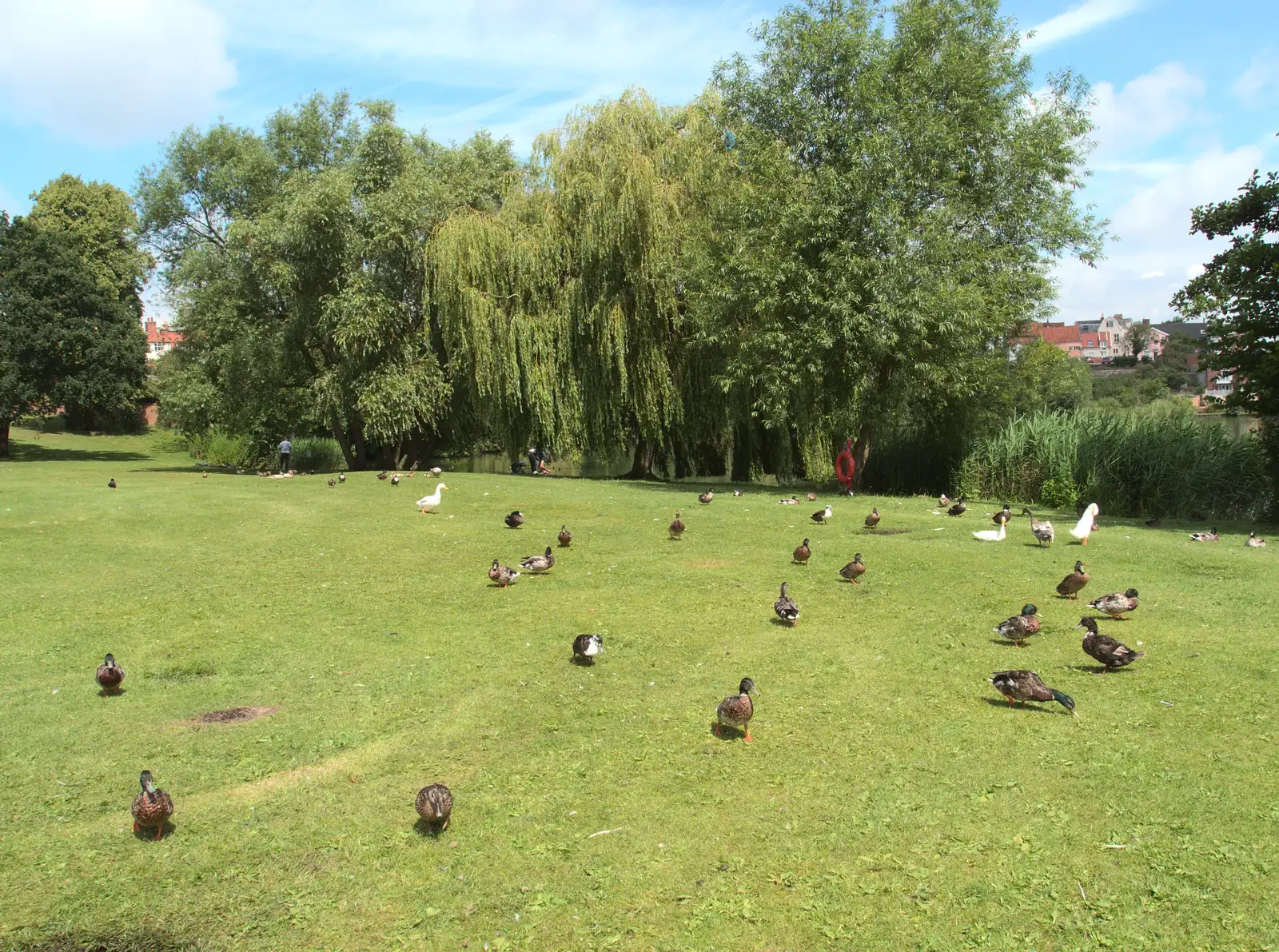 Ducks on the park, from A Busy Day and a Church Fair, Diss, Norfolk - 28th June 2014