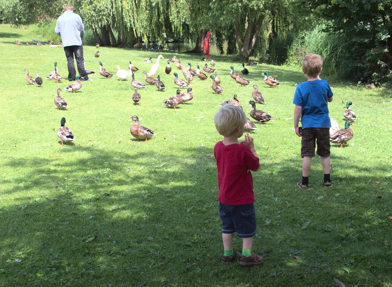The boys follow ducks around from A Busy Day and a Church Fair, Diss, Norfolk - 28th June 2014