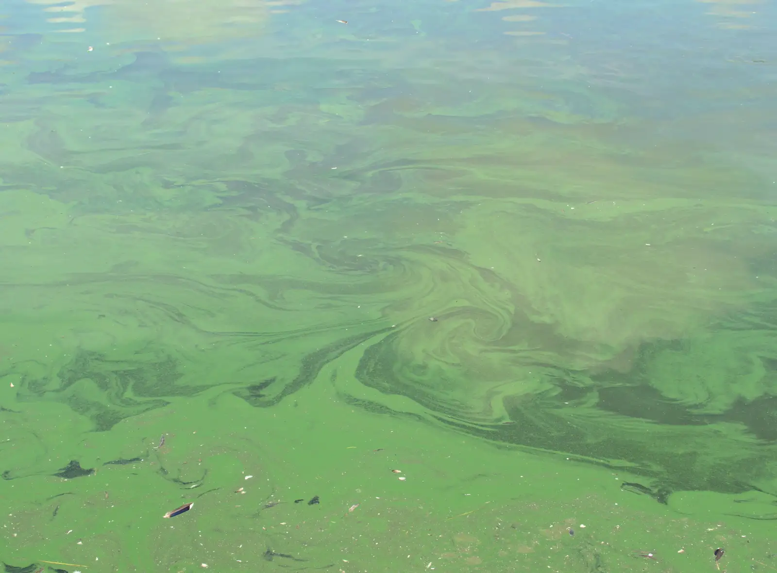 There's a slick of green algae on the Mere, from A Busy Day and a Church Fair, Diss, Norfolk - 28th June 2014