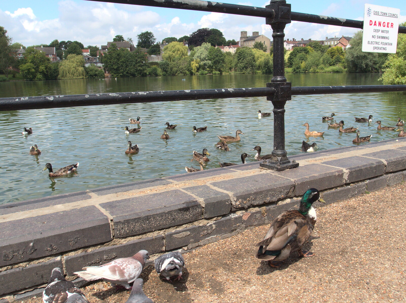 Ducks by the Mere from A Busy Day and a Church Fair, Diss, Norfolk - 28th June 2014