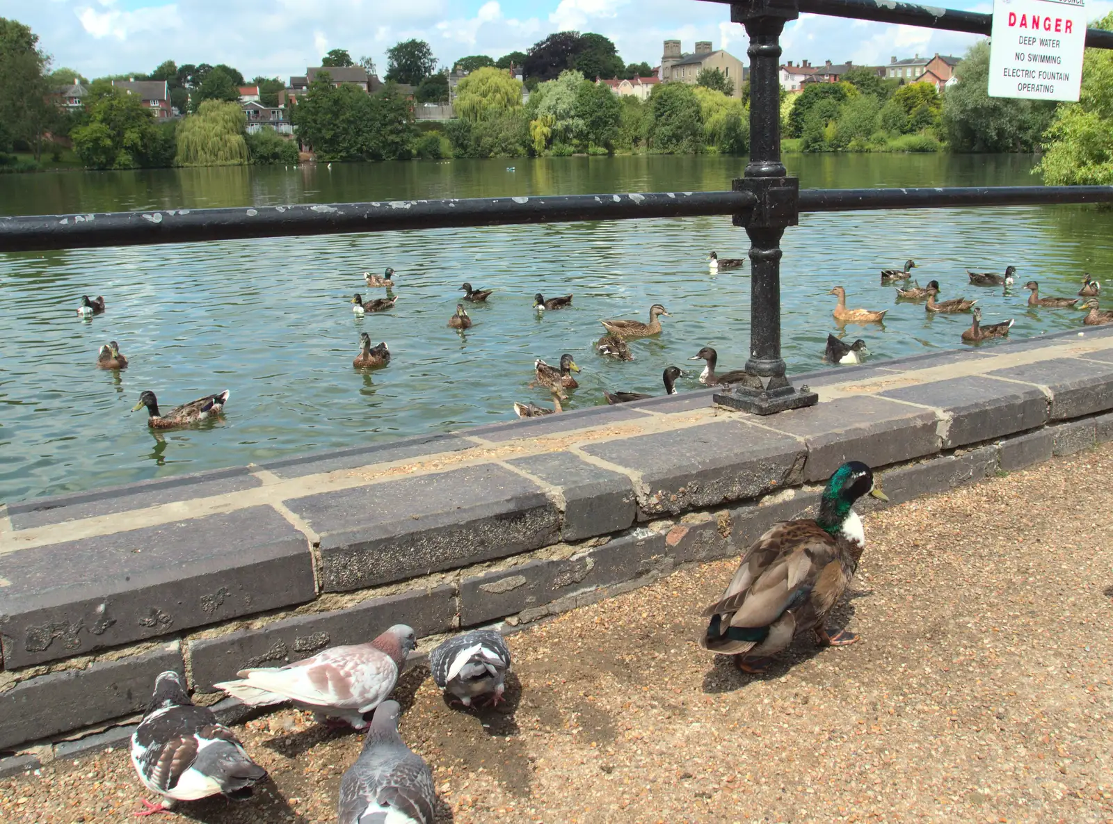 Ducks by the Mere, from A Busy Day and a Church Fair, Diss, Norfolk - 28th June 2014