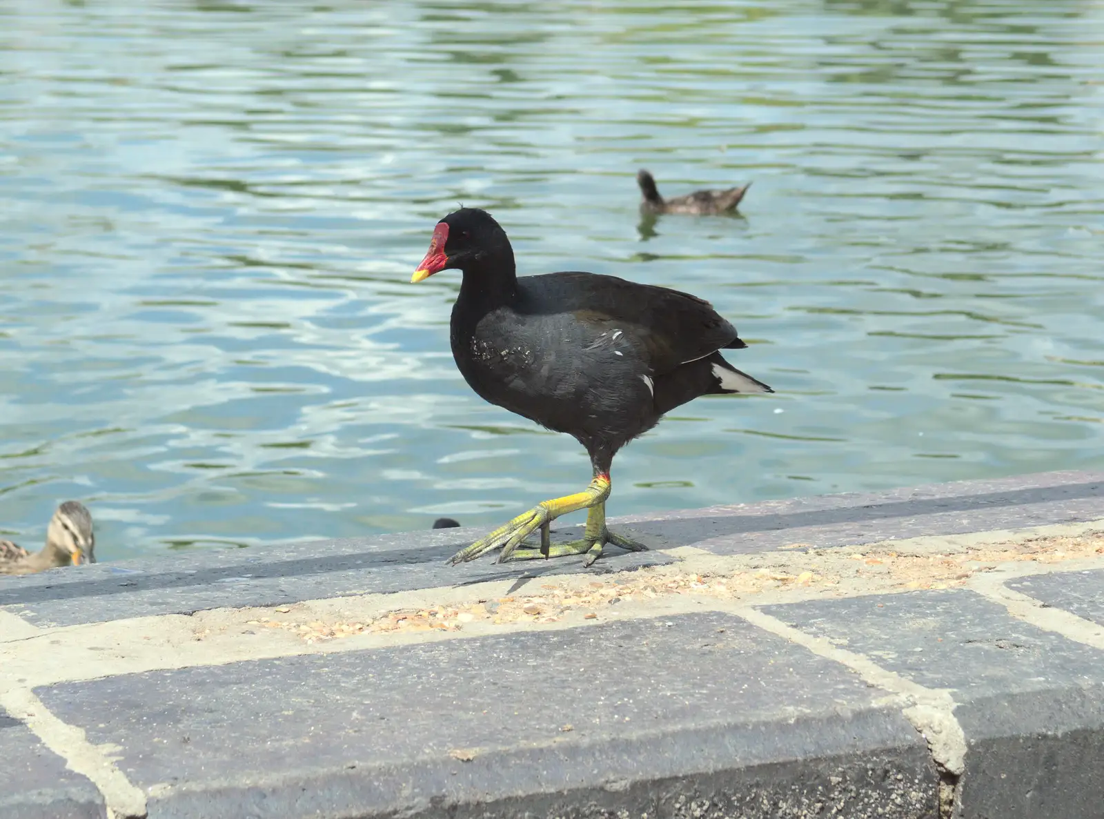 A Moorhen pads about, from A Busy Day and a Church Fair, Diss, Norfolk - 28th June 2014