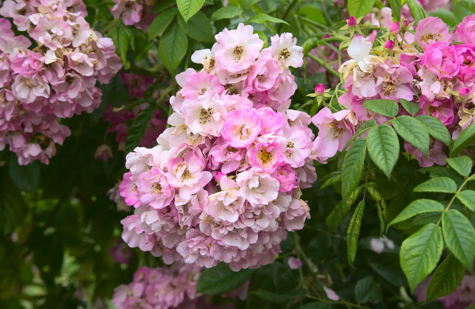 Hydrangea flowers, from The Village Summer Fête, Brome, Suffolk - 5th July 2014