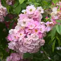 Hydrangea flowers, The Village Summer Fête, Brome, Suffolk - 5th July 2014