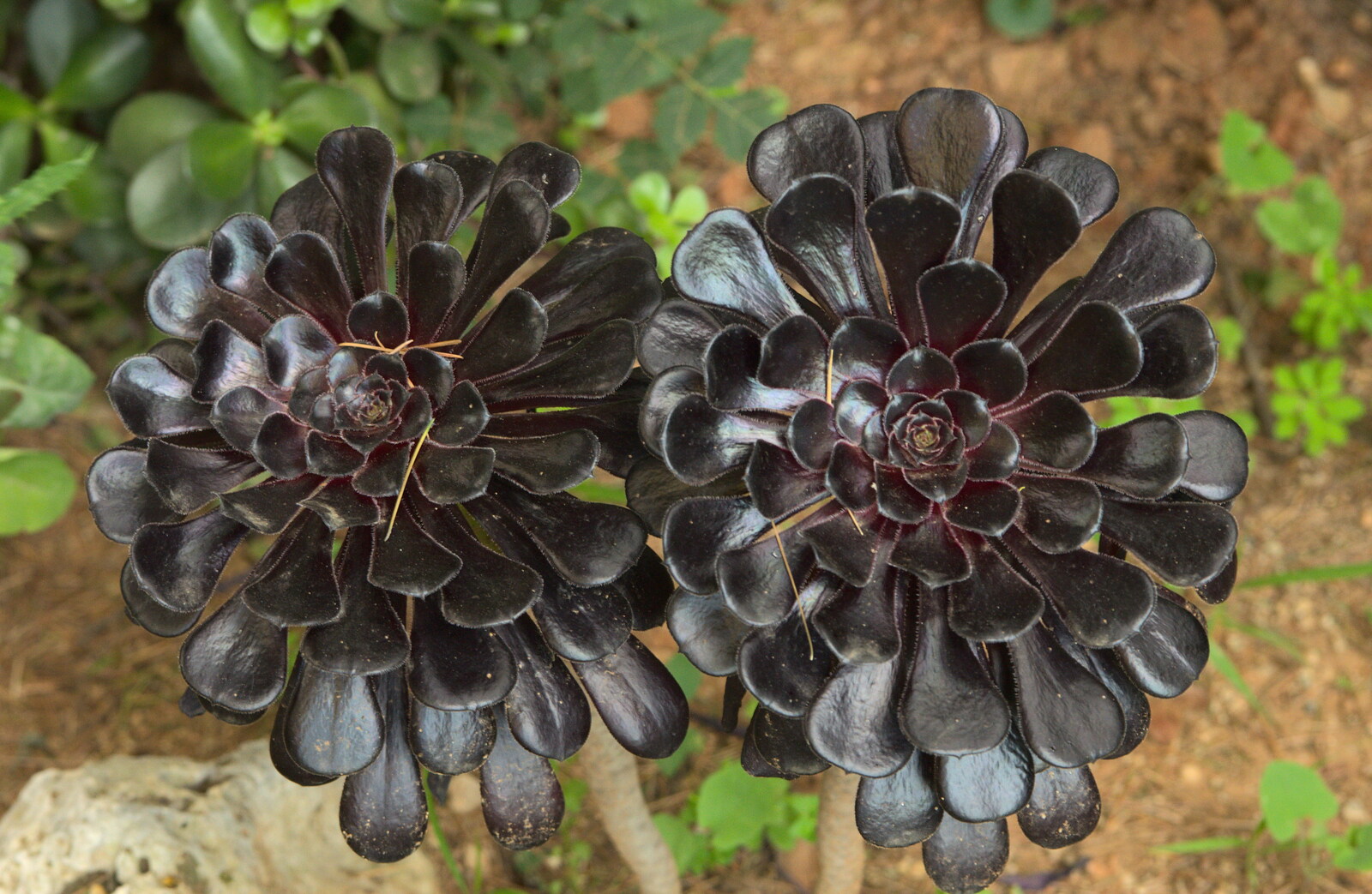 Weird almost-black flowers from The Open Education Challenge, Barcelona, Catalonia - 13th July 2014