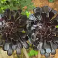 Weird almost-black flowers, The Open Education Challenge, Barcelona, Catalonia - 13th July 2014