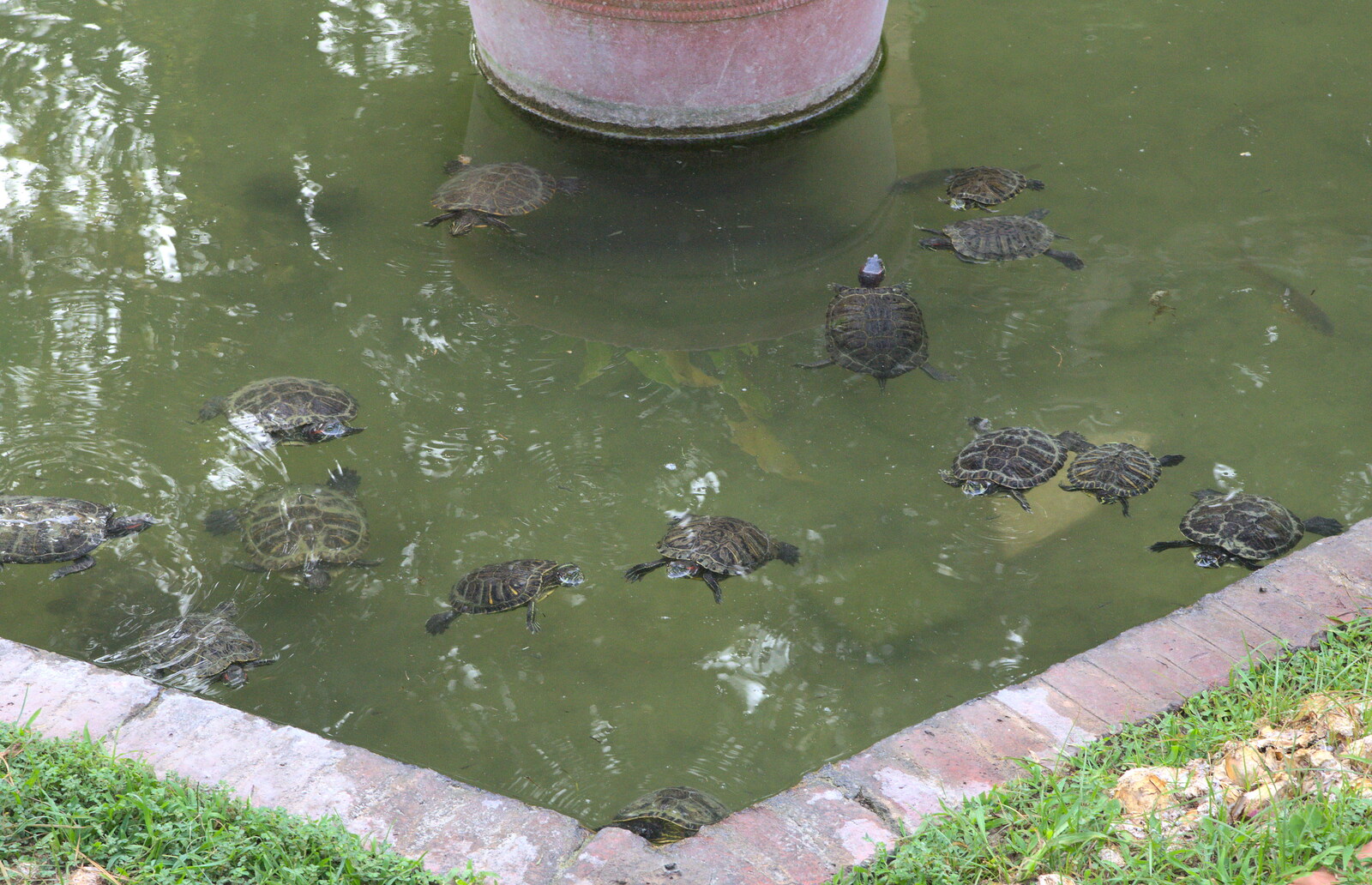 The next morning, the terrapins are out in force from The Open Education Challenge, Barcelona, Catalonia - 13th July 2014