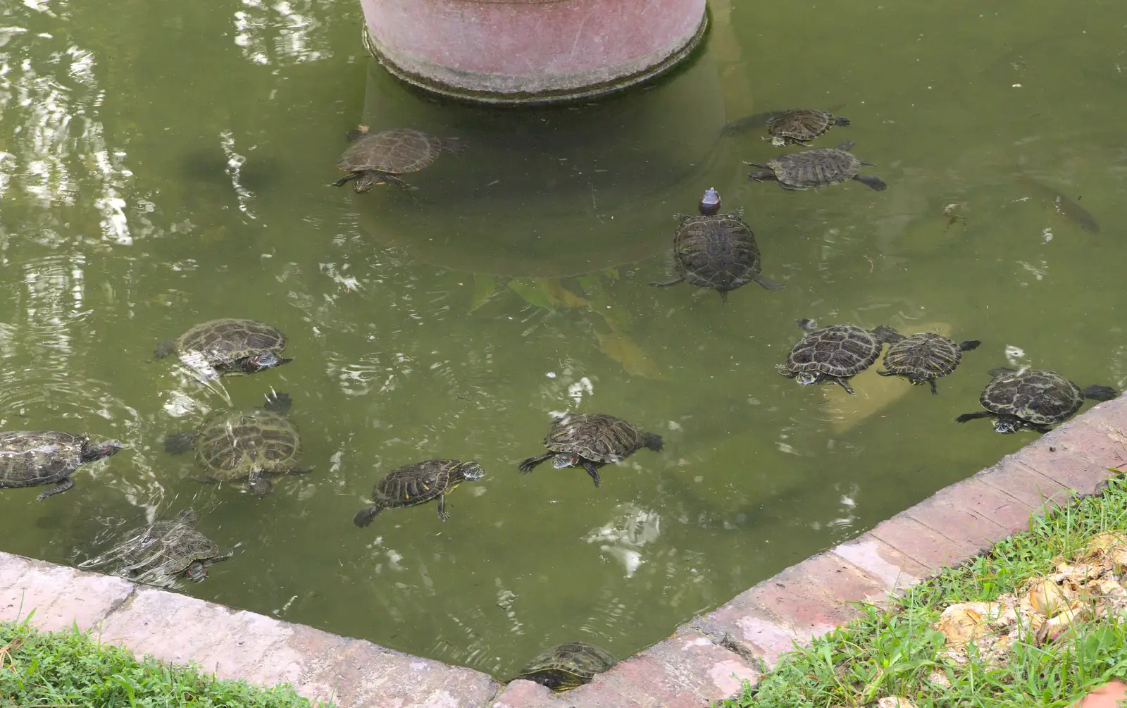 The next morning, the terrapins are out in force, from The Open Education Challenge, Barcelona, Catalonia - 13th July 2014